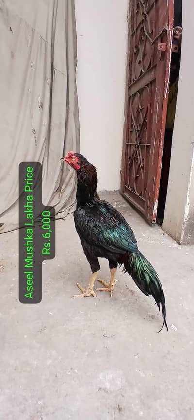 Aseel Birds for Sale