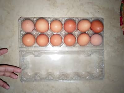 70×egg plastic trays unique 13× p6 mealworm, sprout trays