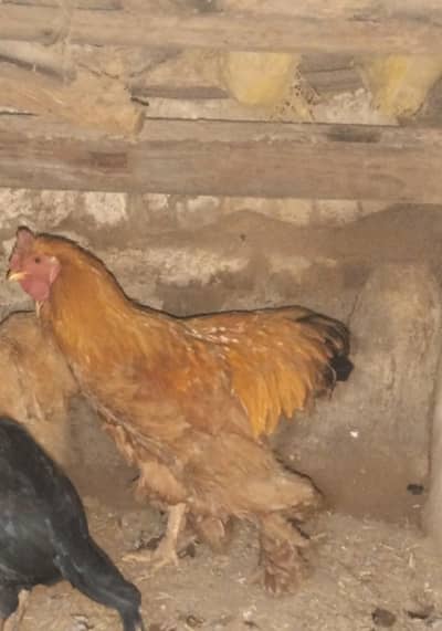 Golden buff and bantam eggs