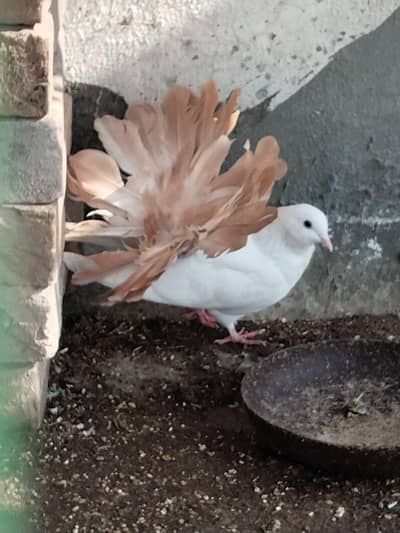 yellow tail breeder pair for sale