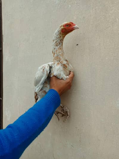 female aseel miawali