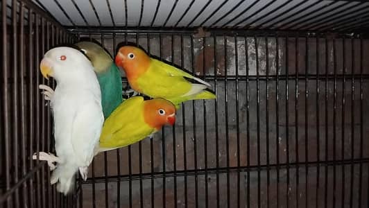 love bird pathy available