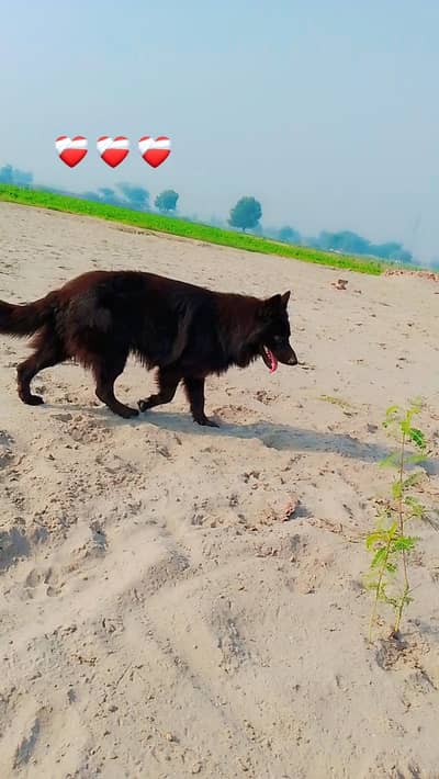 jis bhi ko chahiye call kre 03131720119