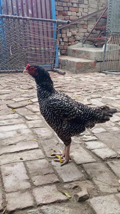 Aseel  Coco tetri Female