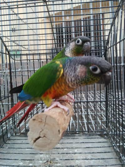 Yellow  Sided Cnoure Male