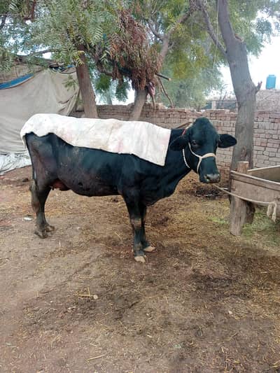 jersey Friesian cross