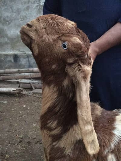 female path high quality