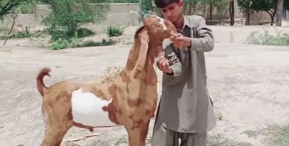 desi Bakri for sale03405796364