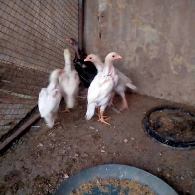 5 Heera chicks for sale