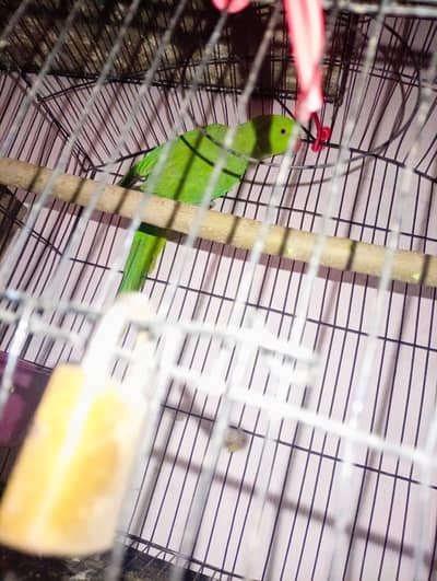 breeder female  03020414665