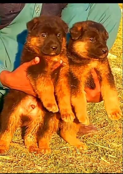 black German Shepherd dog lond coat male / black male German Shepherd