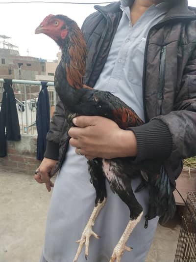 JAPANESE PHATA  ABI 6MAH KA HA