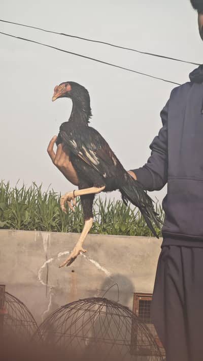 top quality aseel pathy