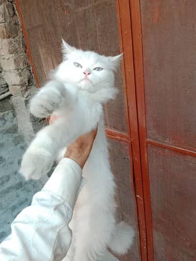 female ha 4 kids bhe tha