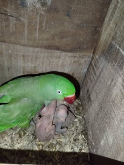 Raw chick. Pahadi Chicks. Alexander Raw