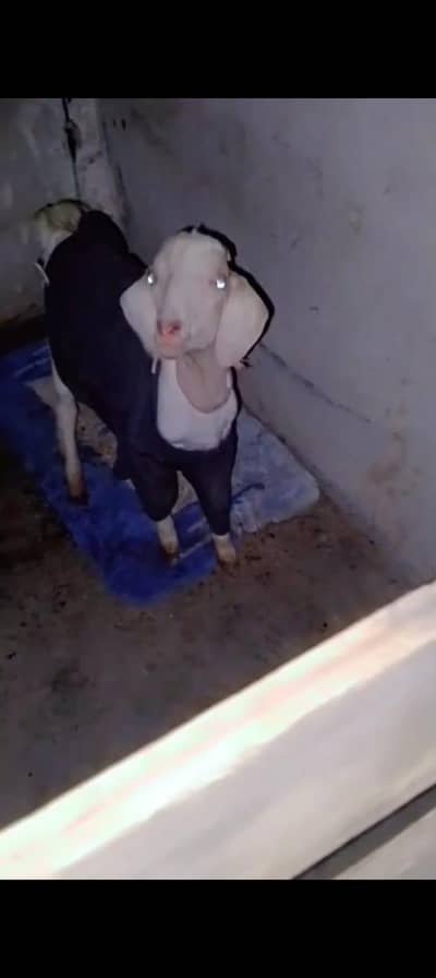 panjab tapraa wtsb nmbr 03102639551