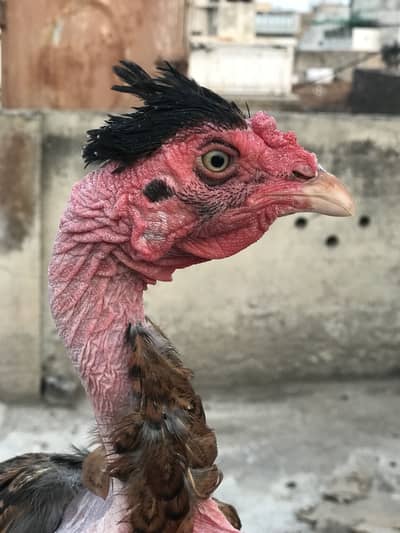 Aseel O33Z 33 I6I 33 whattsapp or phone