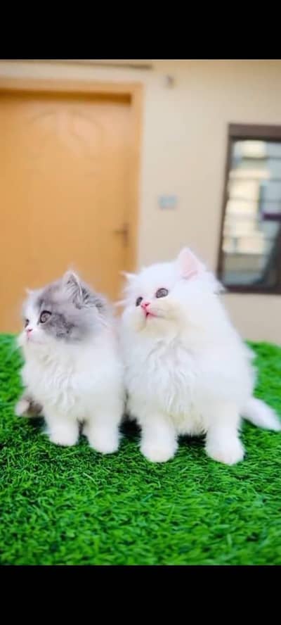 Persian cats My WhatsApp 03257448377 ()c