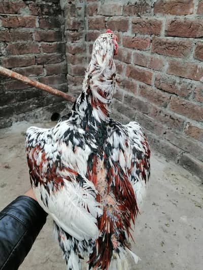 chena and. other aseel Per aseel 7000