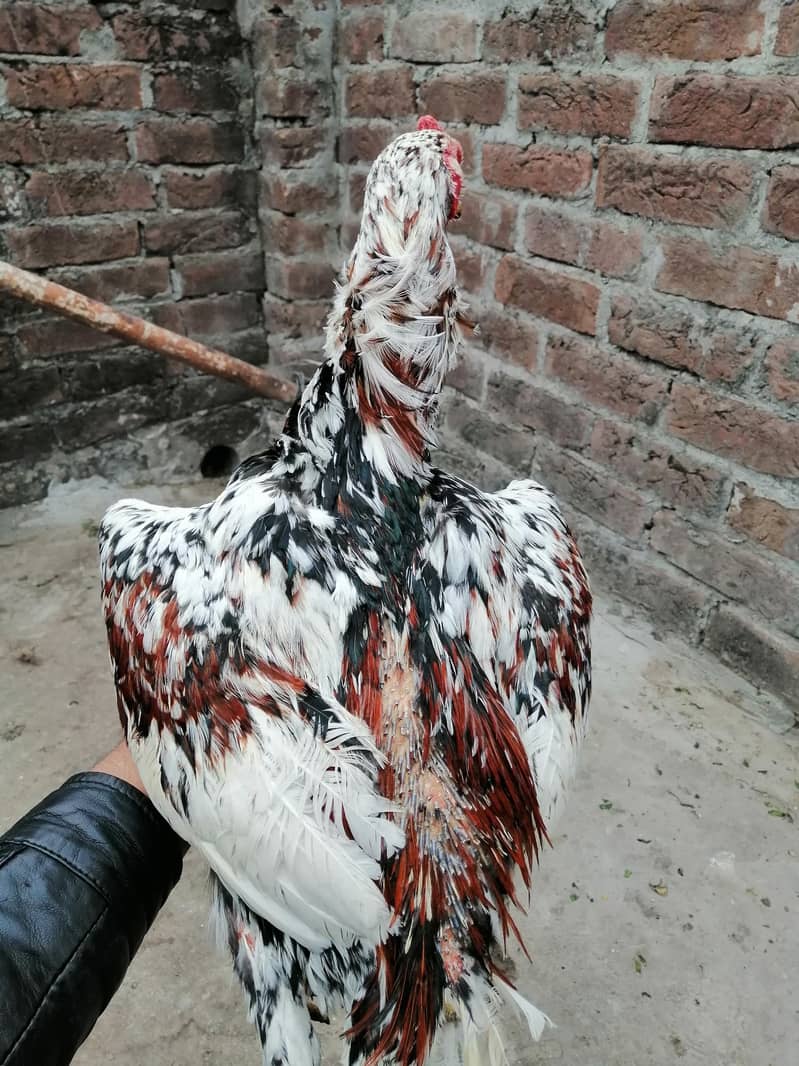 chena and. lakha aseel and kala aseel Per aseel 7000 1