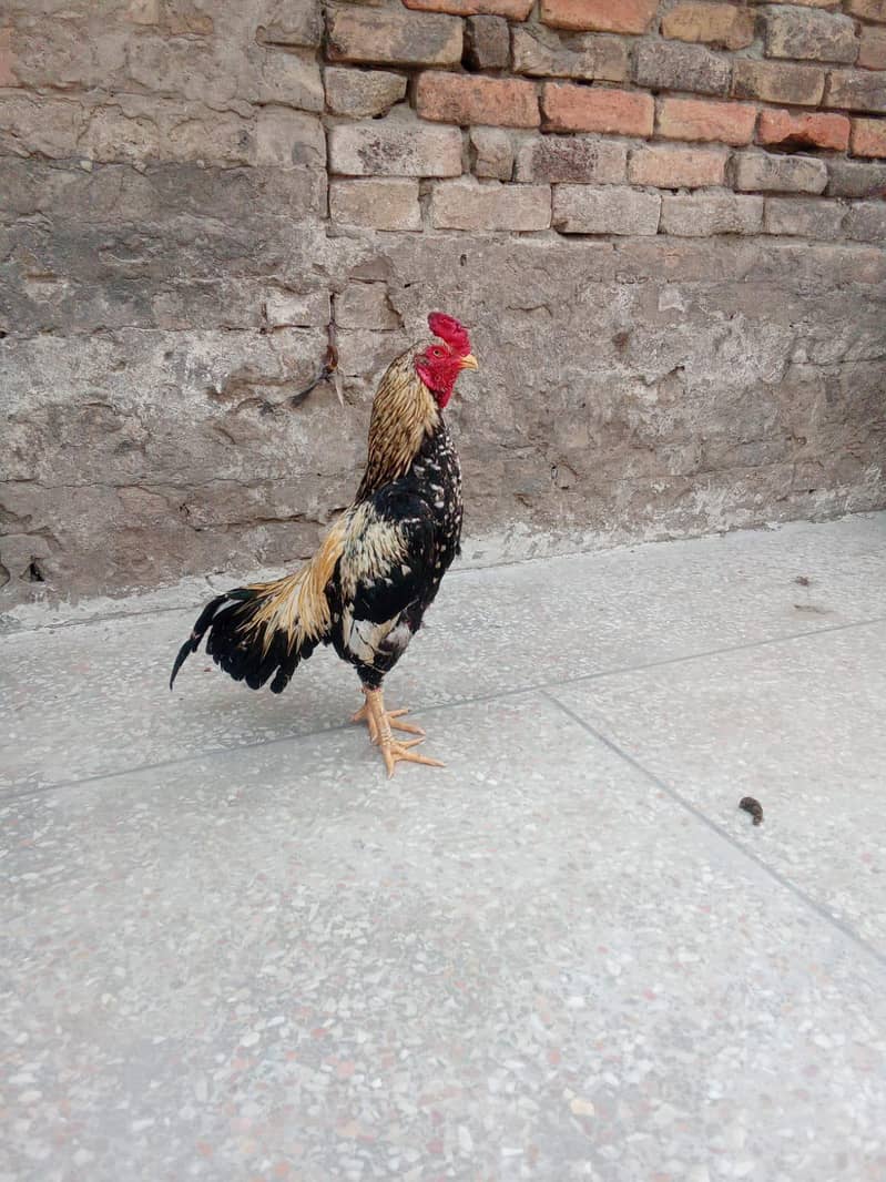 pure aseel Java murga breeder 0