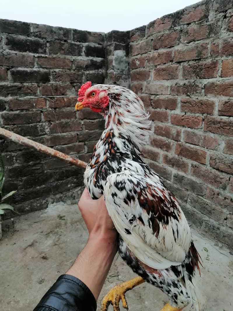 chena and. lakha aseel and kala aseel Per aseel 7000 4