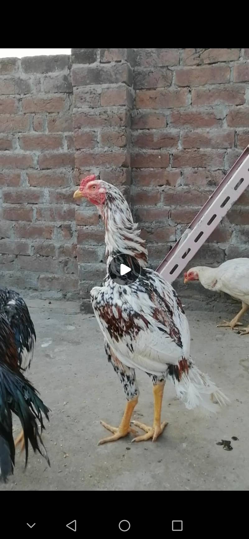 chena and. lakha aseel and kala aseel Per aseel 7000 6