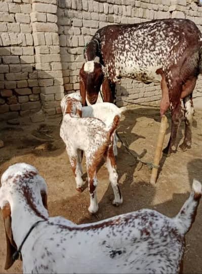 3 Bacchon Ke Sath Desi Bakri For Sale CALL _"03274970754)