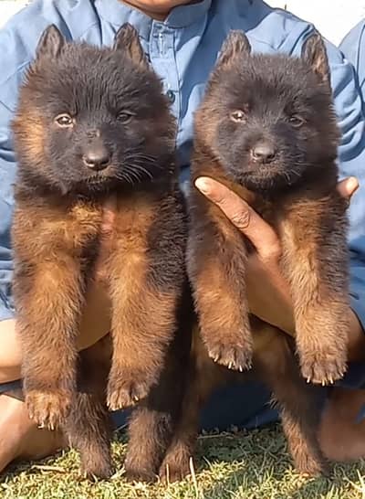 German Shepherd pair for sale