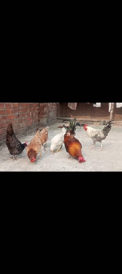 Hens and cocks  available