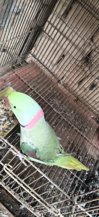 raw Male for sale  t