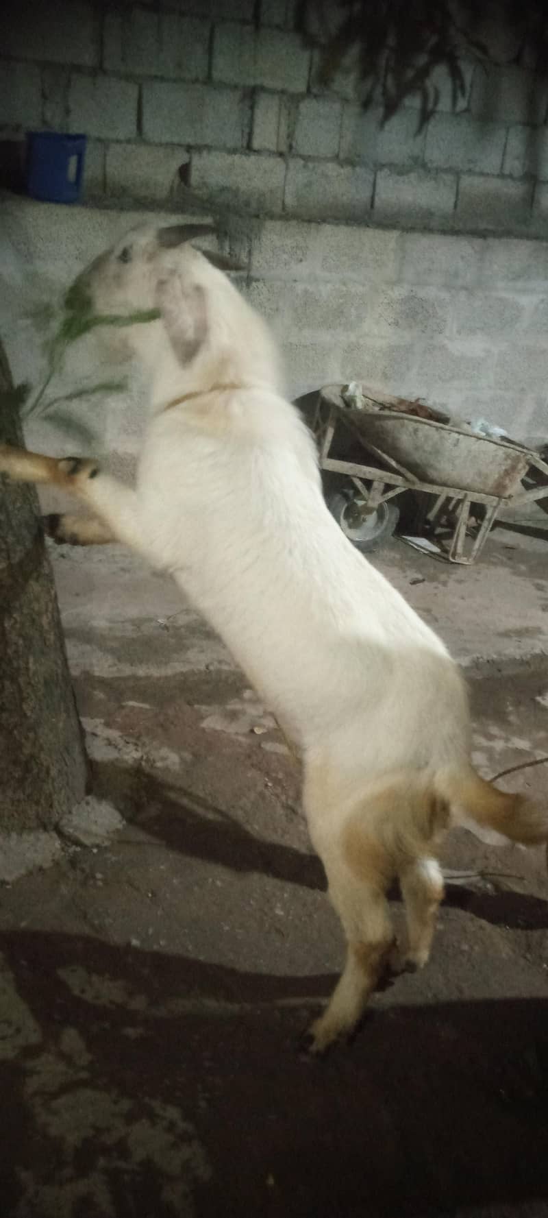 bakra 0
