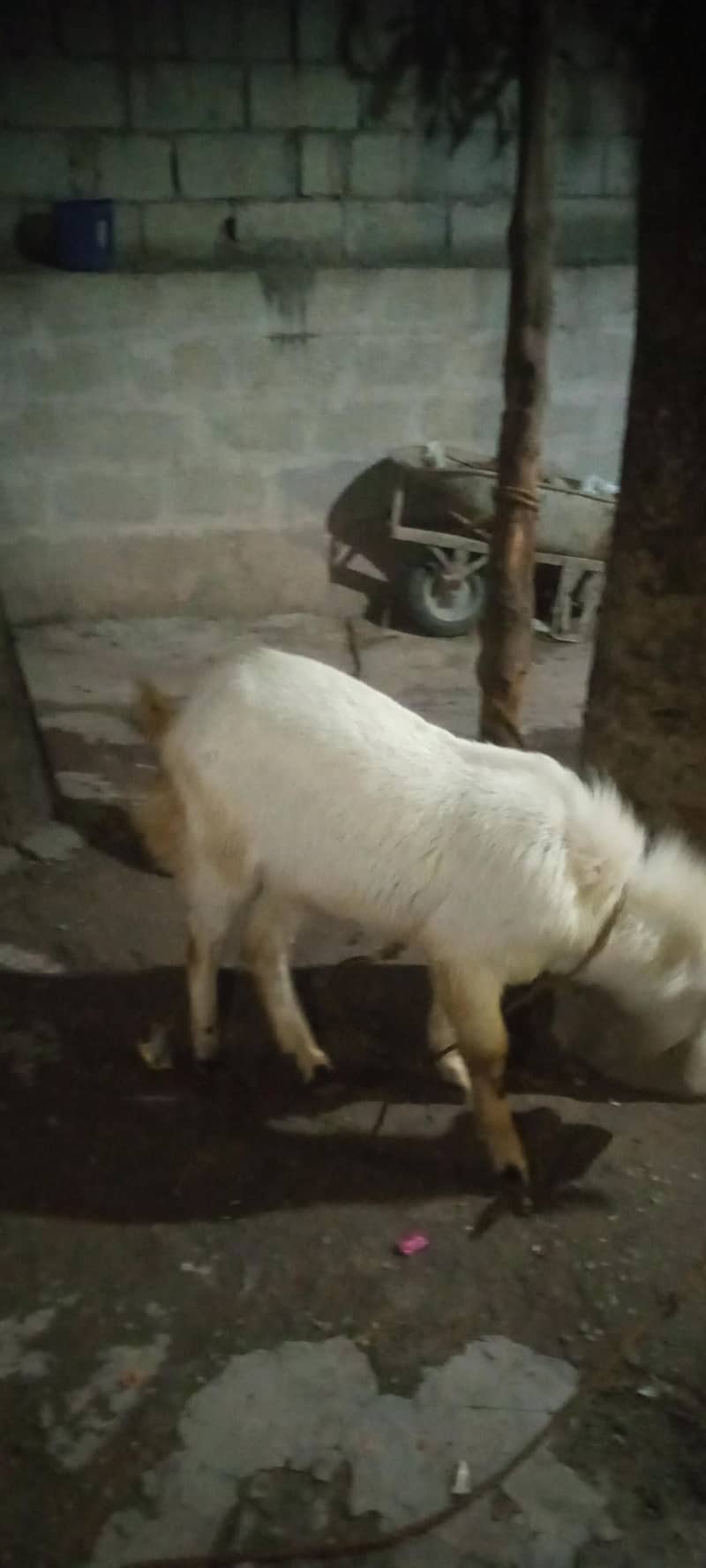bakra 1