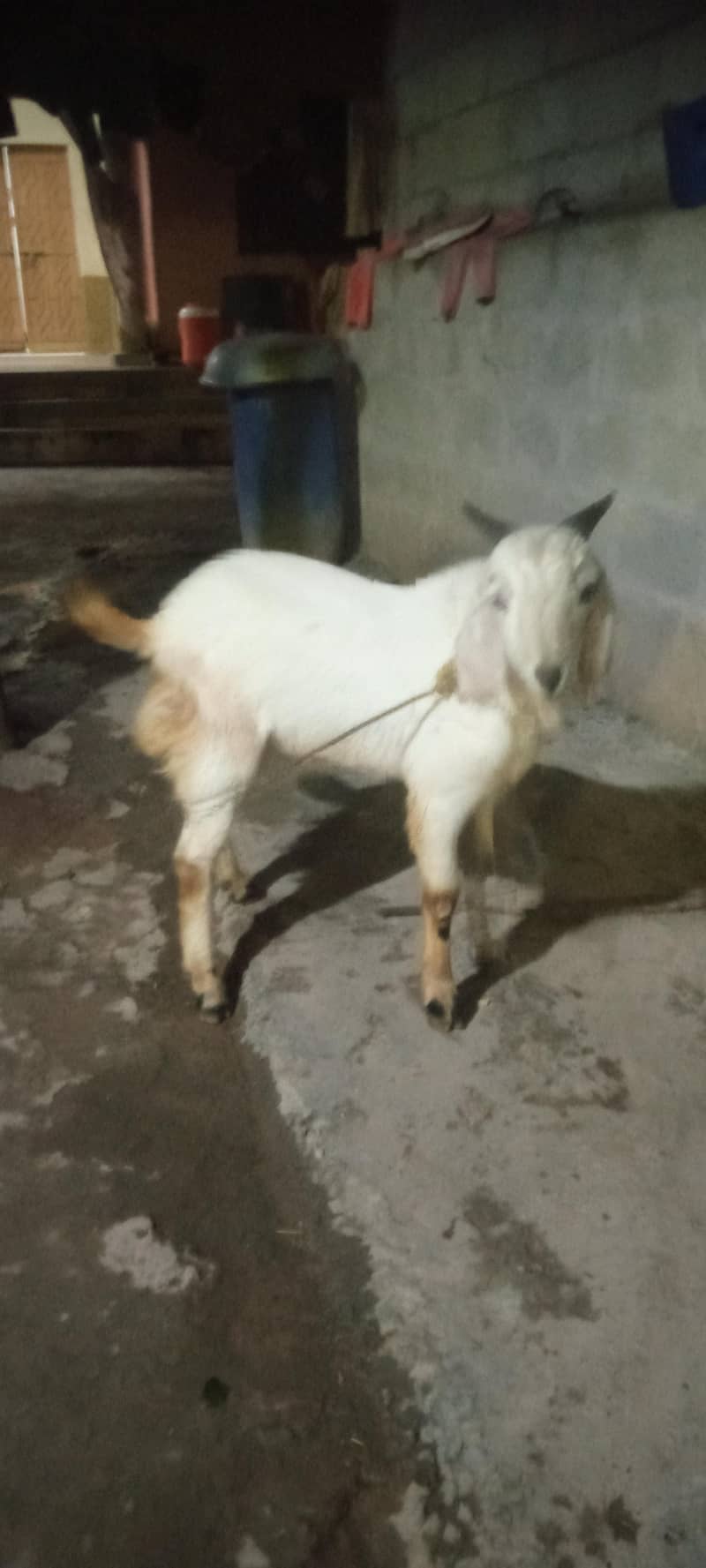 bakra 3