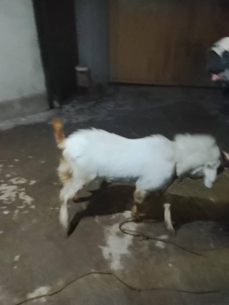 bakra 5