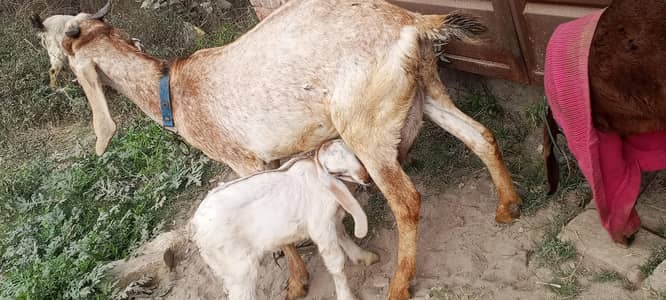 maki cheeni dogli goat for sell