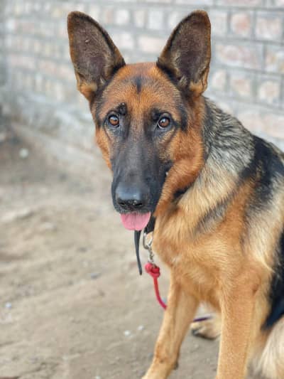 German Shepherd stock hair female