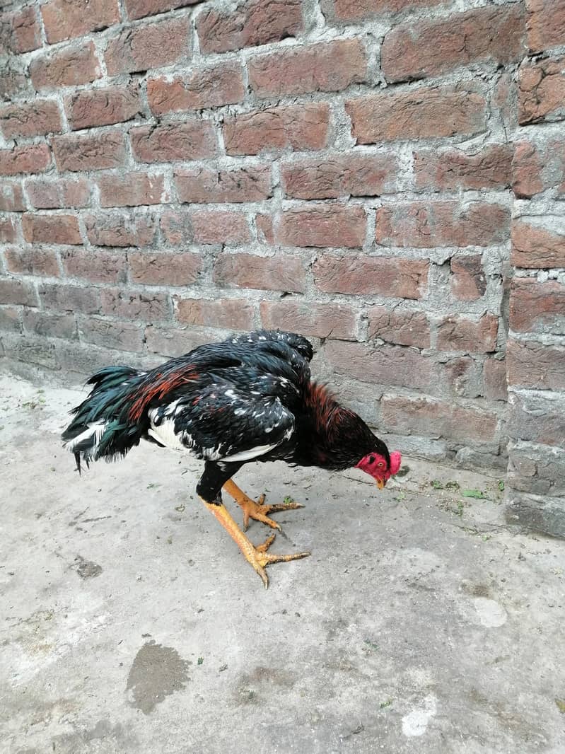 chena and. lakha aseel and kala aseel Per aseel 7000 9