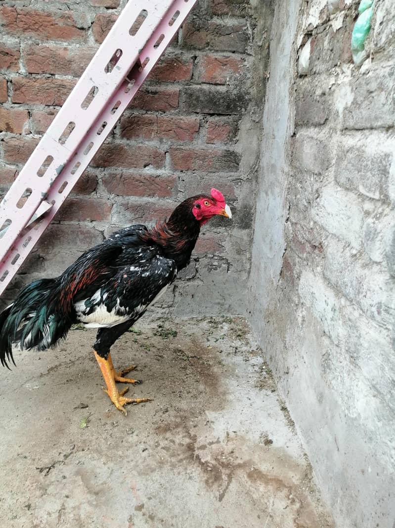 chena and. lakha aseel and kala aseel Per aseel 7000 8