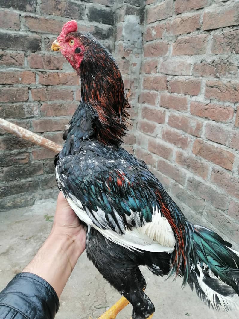 chena and. lakha aseel and kala aseel Per aseel 7000 2