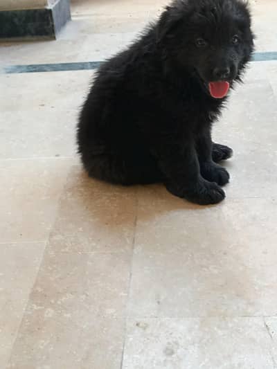 German shepherd long coat   puppies