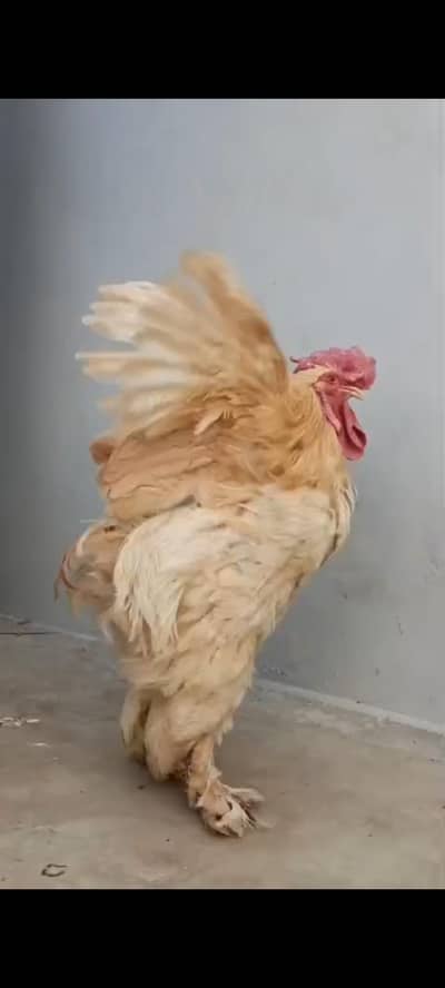 Golden Buff Murga and White Buff Pair