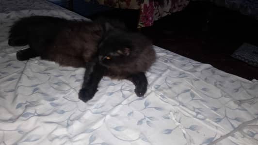 perian can for sale urgent black color yellow eyes, mobile 03296261923