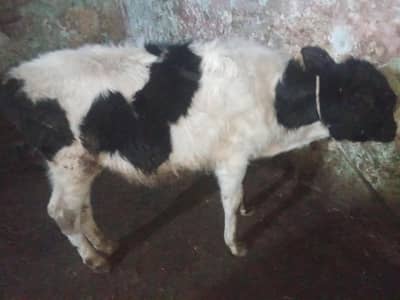 Fersion wacha 0314 5387877