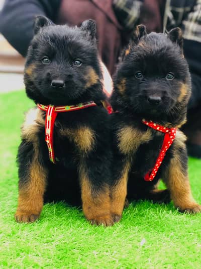 German Shepherd | German Shepherd Puppy | GSD | German Shepherd