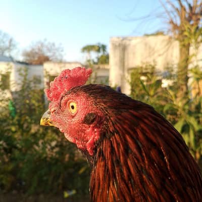 selling the aseel murga