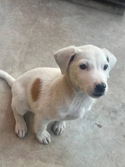 BÛLLY GÛLTÂÎR LÂST BÂBY LÔÑG HÎGH ÇÔD