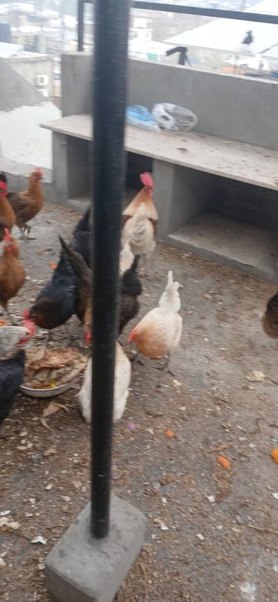 Golden misri Egg laying Hen