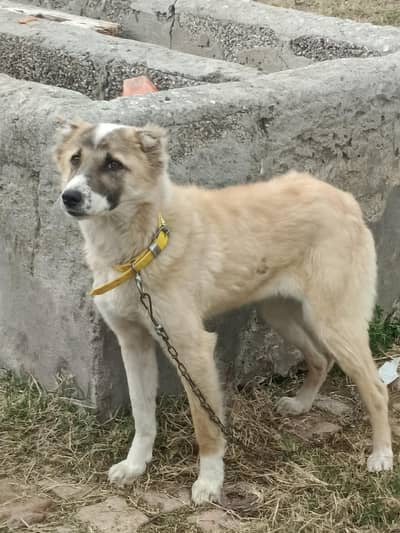 Female afghan kouchi good guard dog