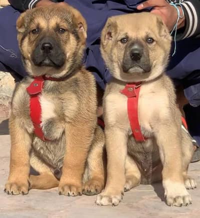 Afghan Kuchi | afghan Kochi dogs | best security dog | puppies pair